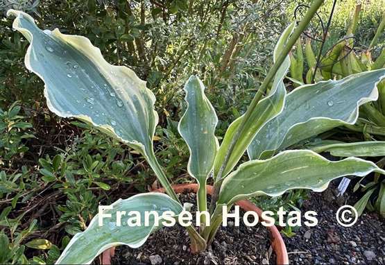 Hosta Dancing in the Moonlight