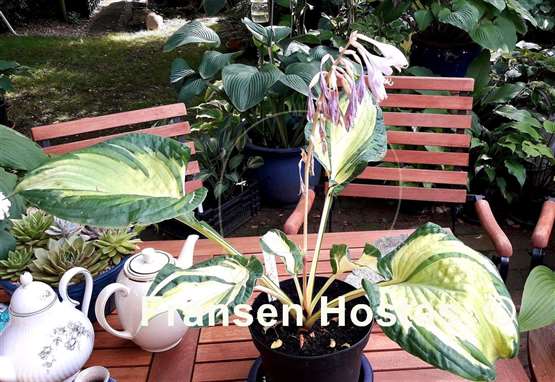 Hosta Dancing in the Rain