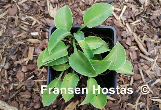 Hosta Dancing out of Time