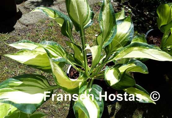 Hosta Dancing stars