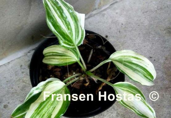 Hosta Dancing Demon