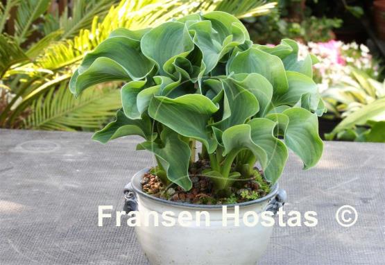 Hosta Dancing Mouse