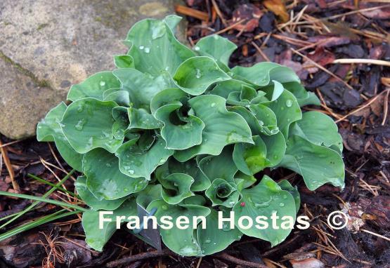 Hosta Dancing Mouse