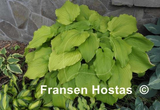 Hosta Dancing Queen