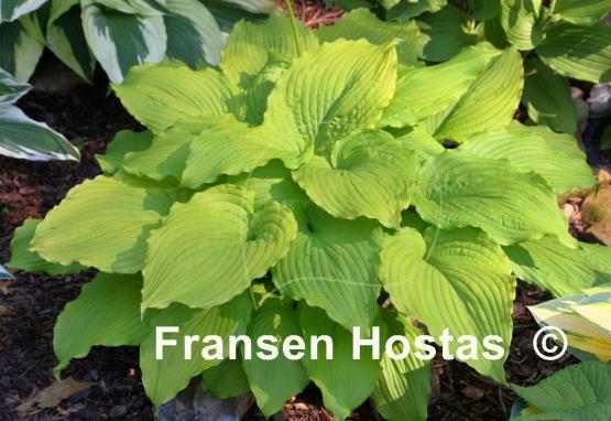 Hosta Dancing Queen