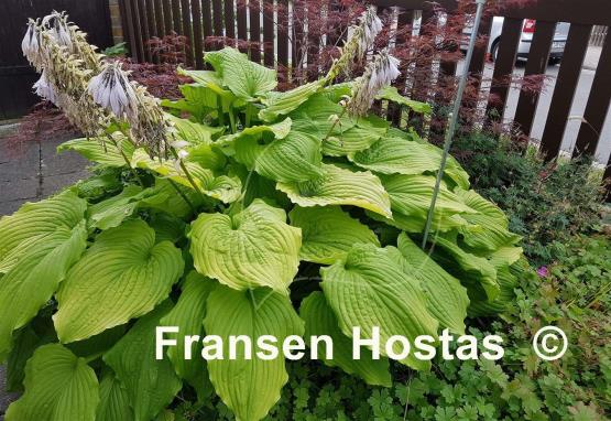 Hosta Dancing Queen
