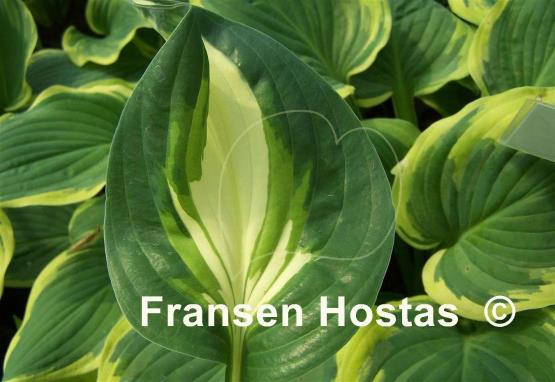 Hosta Dancing Stars