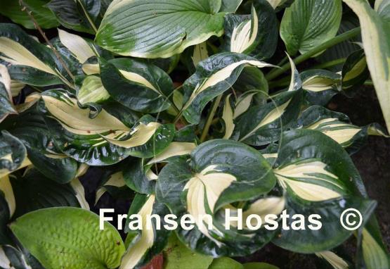 Hosta Dancing Stars
