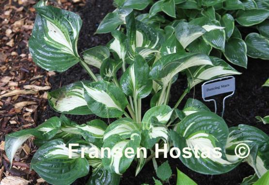 Hosta Dancing Stars