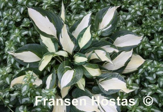 Hosta Dancing Stars