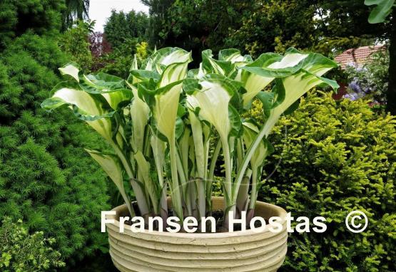 Hosta Dancing in the Rain