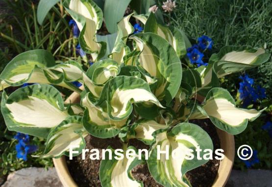 Hosta Dancing in the Rain