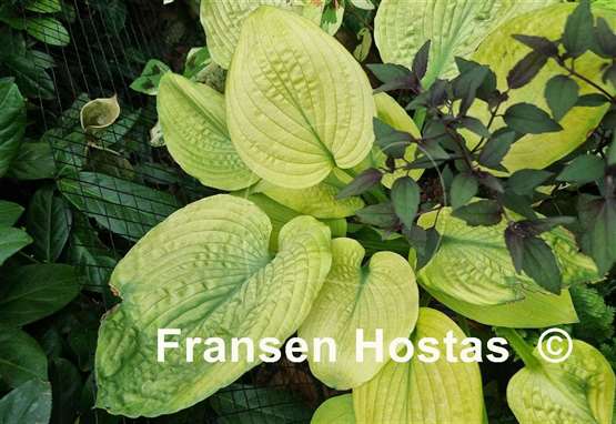 Hosta Dandy Lion