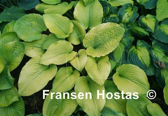 Hosta Dandy Lion