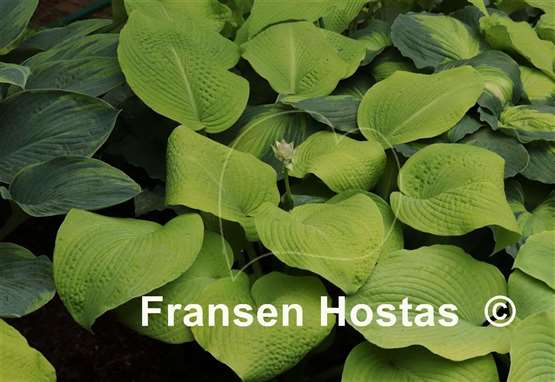 Hosta Dandy Lion