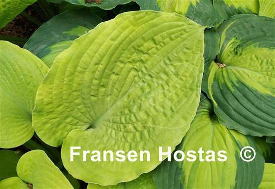 Hosta Dandy Lion