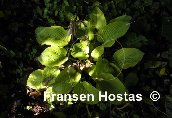 Hosta Dandy Lion