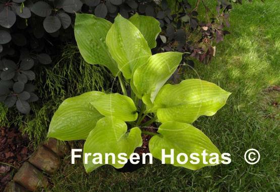 Hosta Dandy Lion