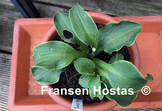 Hosta Danish Mouse