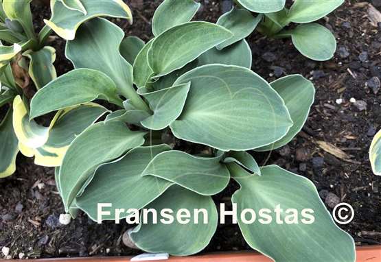 Hosta Danish Mouse