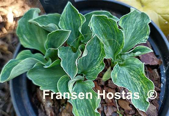 Hosta Danish Mouse
