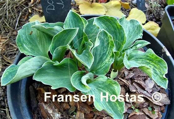 Hosta Danish Mouse