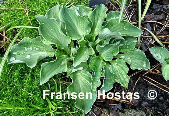 Hosta Danish Mouse