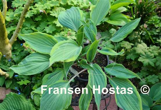 Hosta Danubie Isla