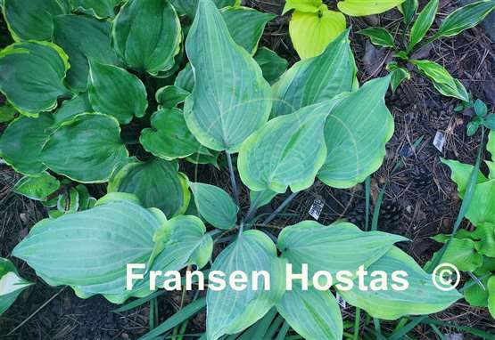 Hosta Danubie Isla