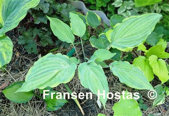 Hosta Danubie Isla