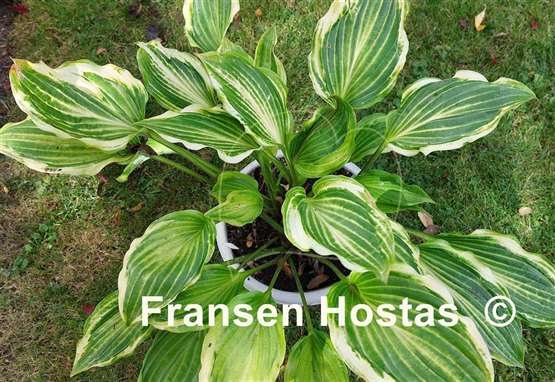 Hosta Danubie Isla
