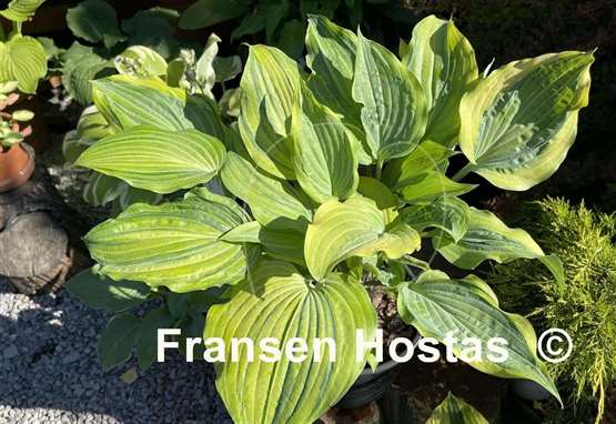 Hosta Danubie Isla