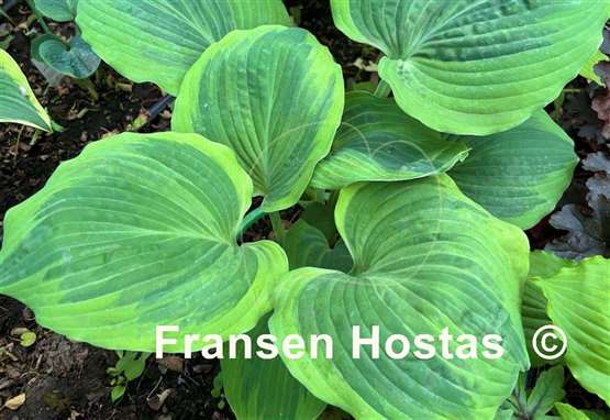 Hosta Dark Shadows