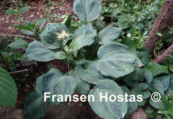 Hosta Dark Shadows Fransen Hostas