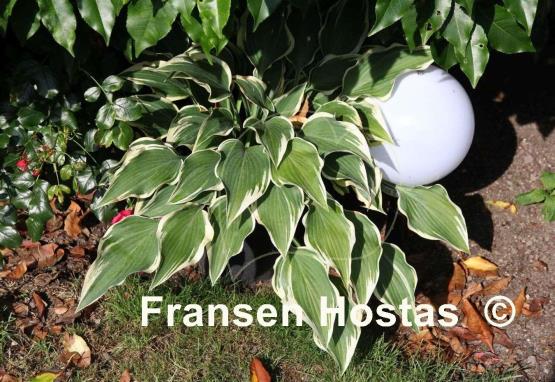 Hosta Dark Star