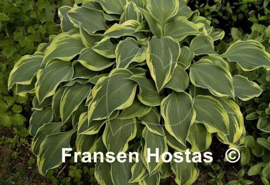 Hosta Dark Star