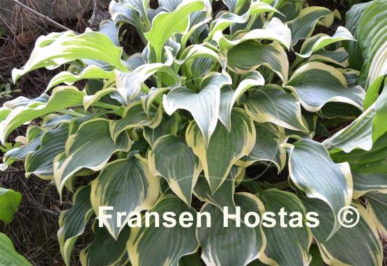 Hosta Dark Star