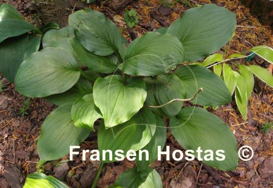 Hosta Dark Victory
