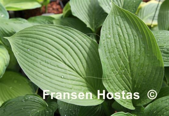 Hosta Dartmoor Forest