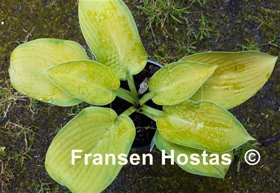 Hosta Dave