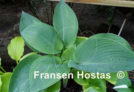 Hosta David Reath