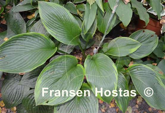 Hosta David Reath