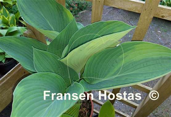 Hosta David Reath