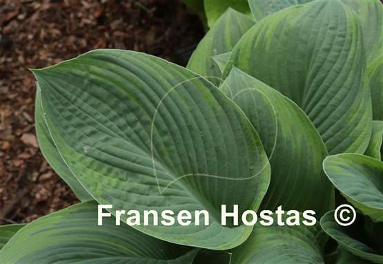 Hosta David Reath