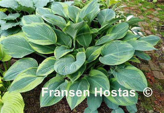 Hosta David Reath