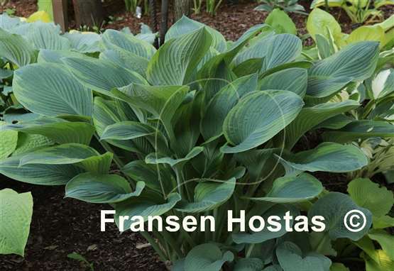 Hosta David Reath