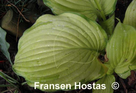 Hosta David Stone