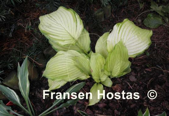 Hosta David Stone