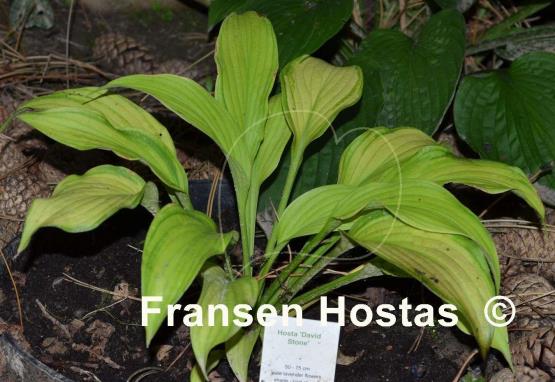 Hosta David Stone