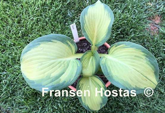 Hosta Dawes